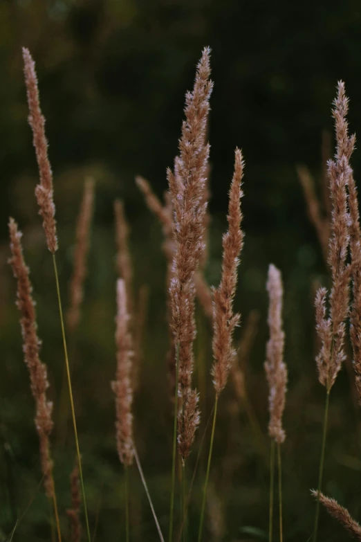 a couple of long thin weeds that are very tall