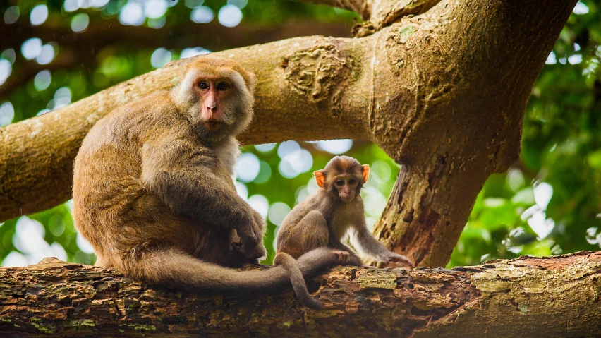 two monkeys are perched up in the shade on the tree