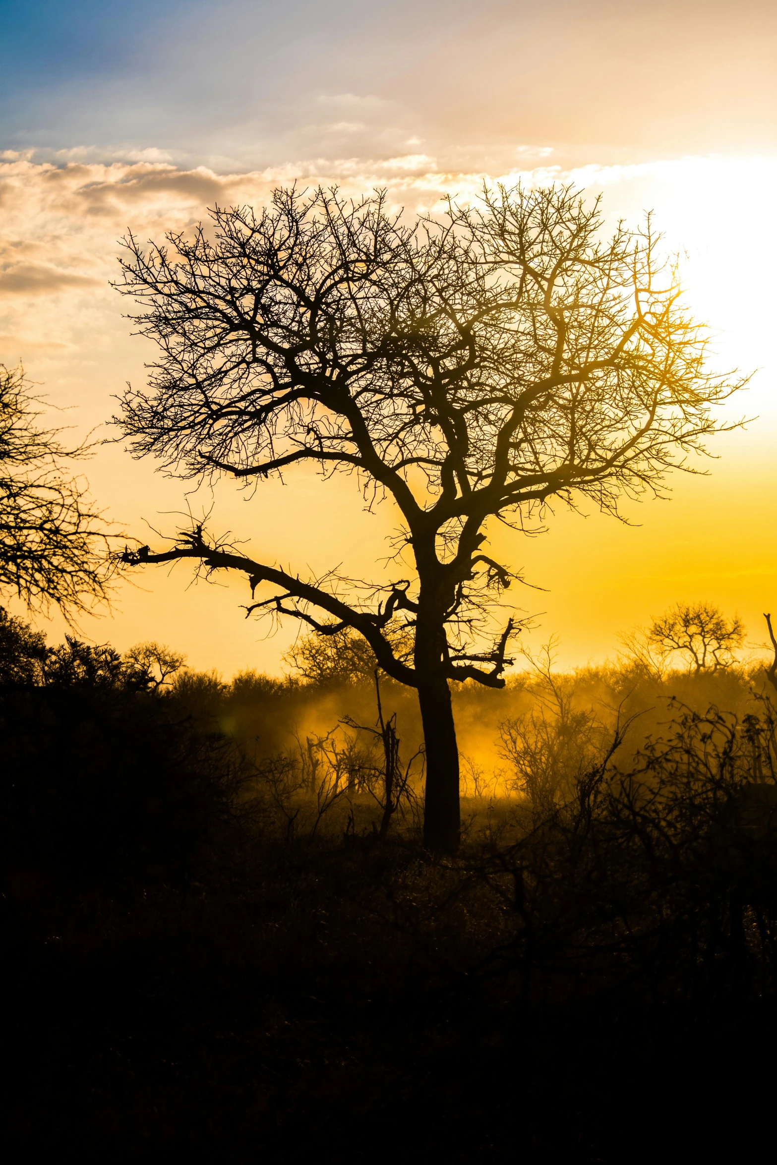 the sun setting behind a very tall tree in the fog