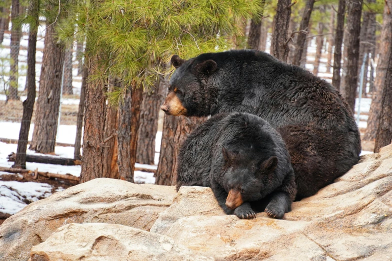 a mother bear and her cub on top of a rock