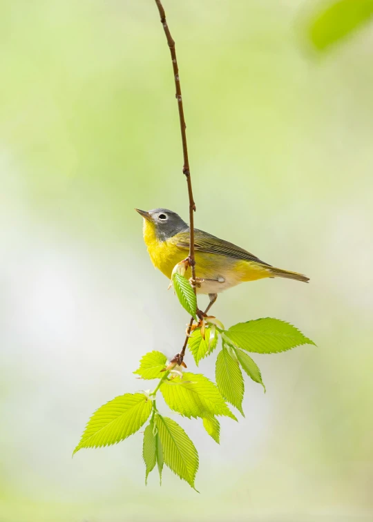 a bird sitting on top of a leaf covered nch