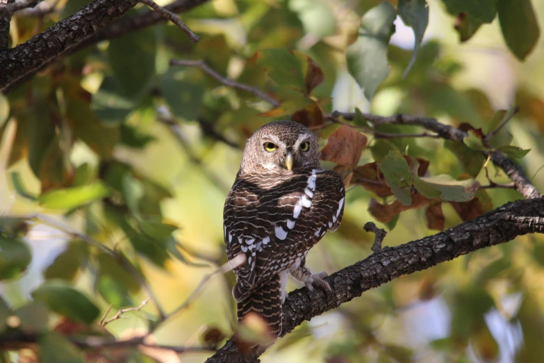 an owl sits in a tree nch in the sunlight