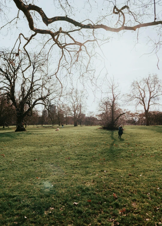 the dog is running through a park by itself