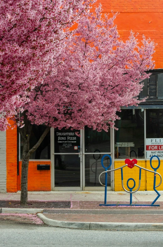 a pink tree in front of a shop next to a blue bench