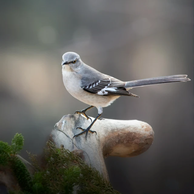 a black and white bird sitting on a rock