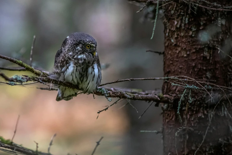 an owl perched on the nch of a tree