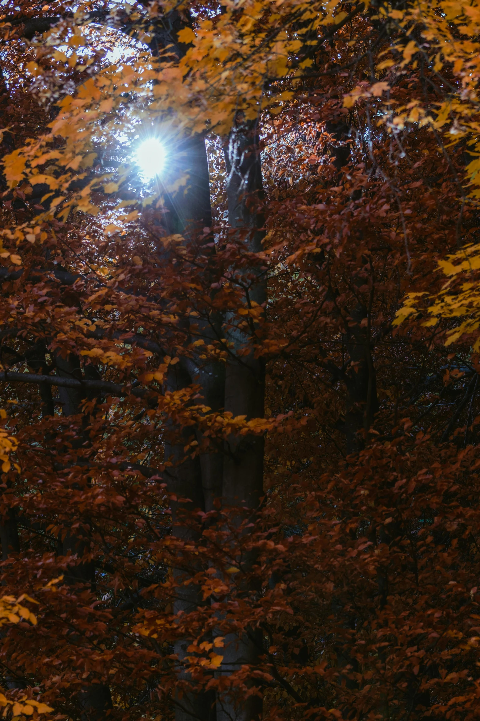 trees with autumn foliage, light and bright