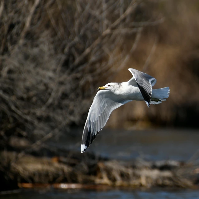 a bird with wings outstretched and flying near water