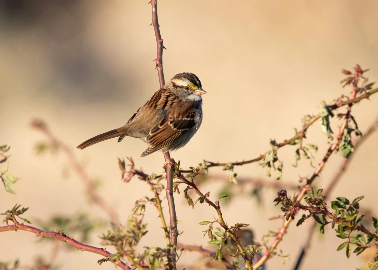 a brown bird sitting on top of a leafless tree