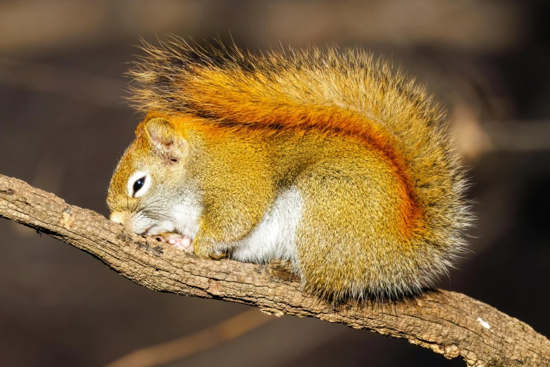 a small squirrel sitting on a nch with an orange head