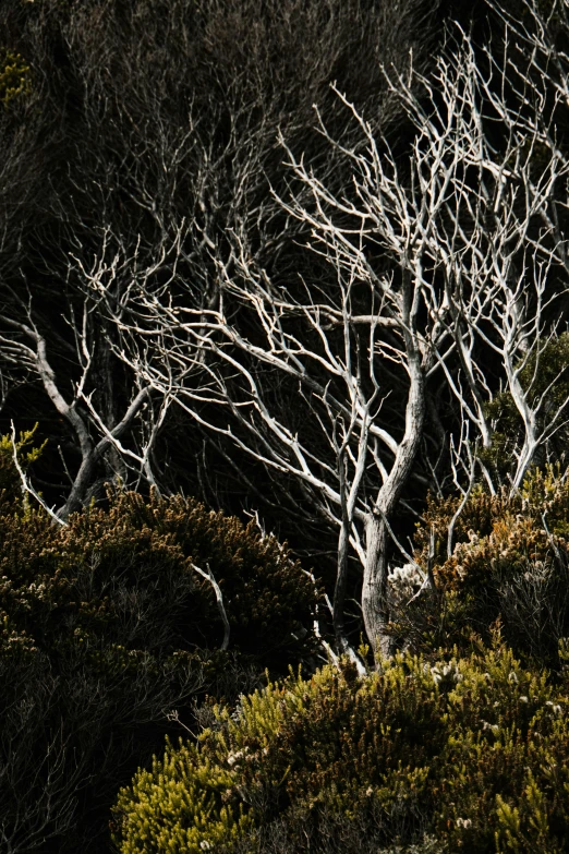 a single light on some kind of tree