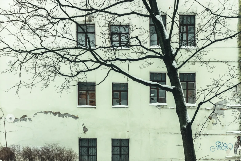 a tree on a snowy day by a white building