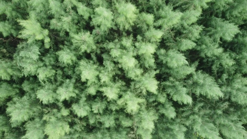 trees seen from above, with many tops turned slightly