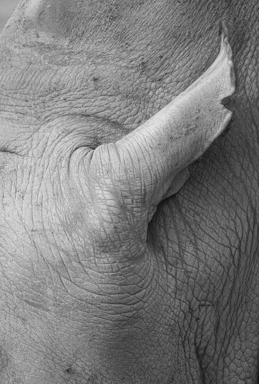 the wrinkled skin of a elephants face