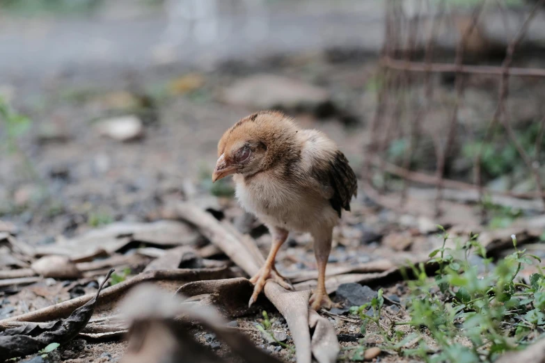 a small bird stands on top of the ground