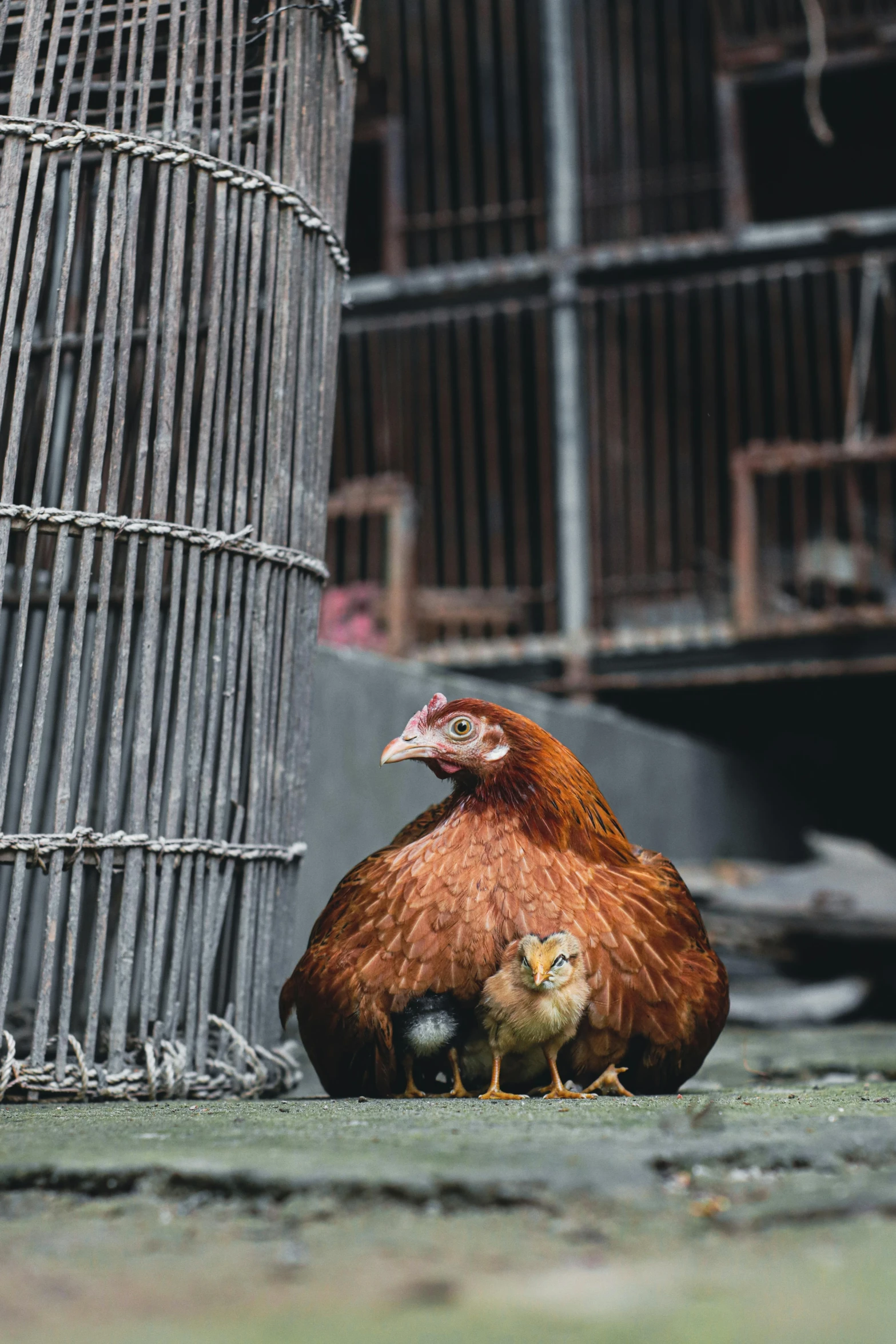 a chicken and its chicks next to a fence