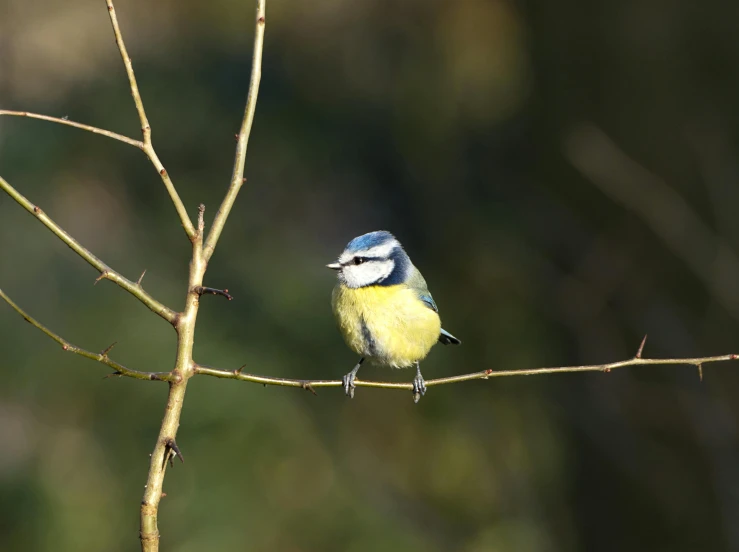 a small bird sits on a nch, waiting to be observed