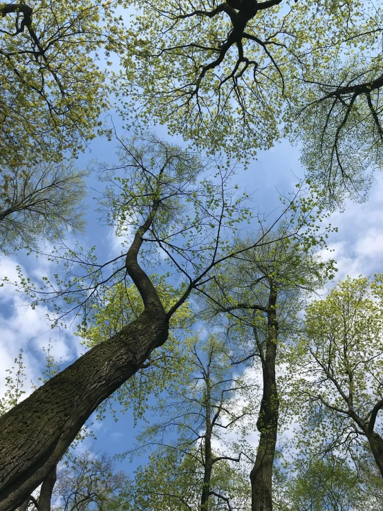 a view from below of several trees in the woods