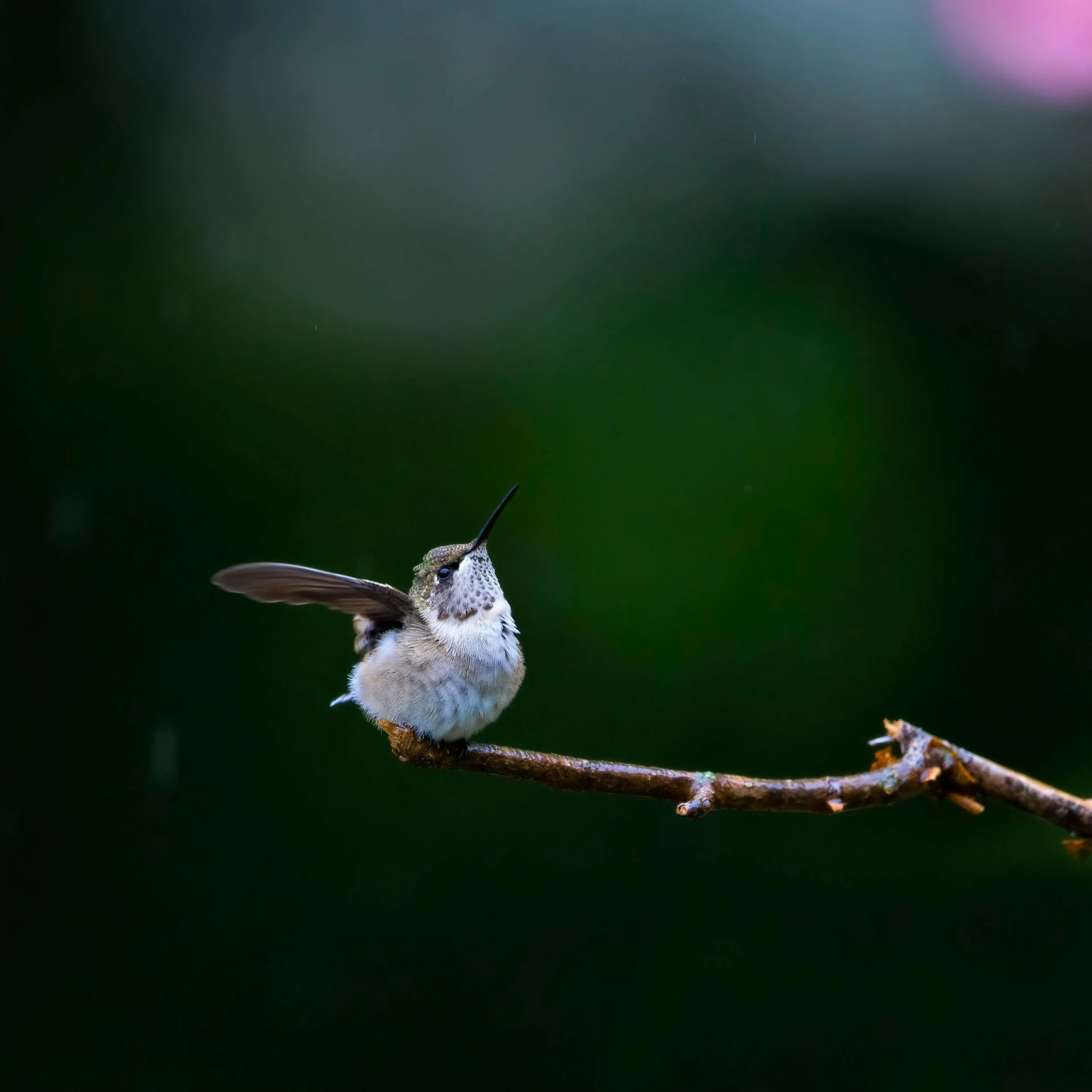 a hummingbird sits on a nch while it rains