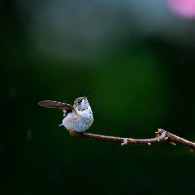 a hummingbird sits on a nch while it rains