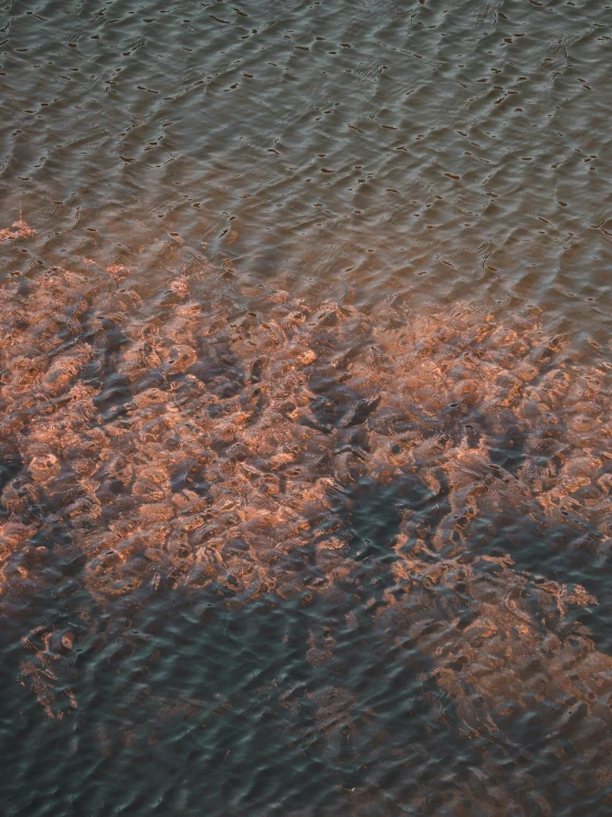 a body of water that has pink bushes in it