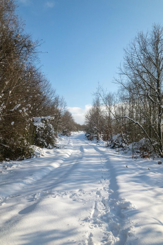 a snow covered road in the woods is blocked by pine trees