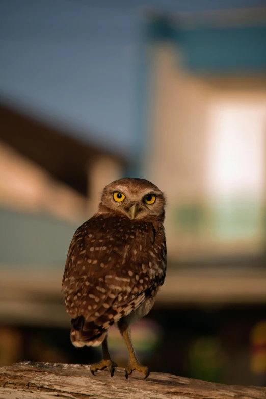 a small brown and yellow owl standing on top of a wooden nch