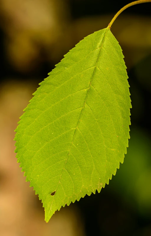 close up of the light green leaves of a plant