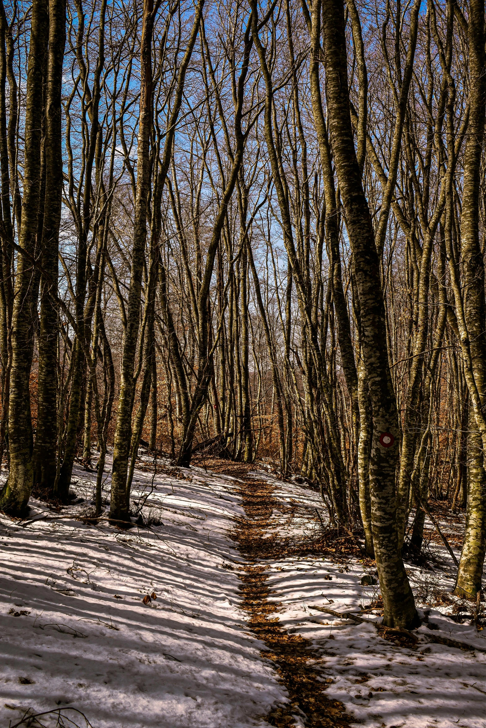 the snow is covered with little leaves on the tree trunks