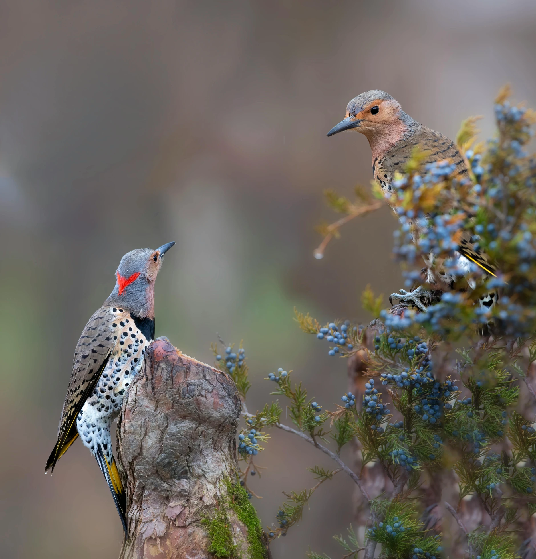 two birds perch on a tree stump