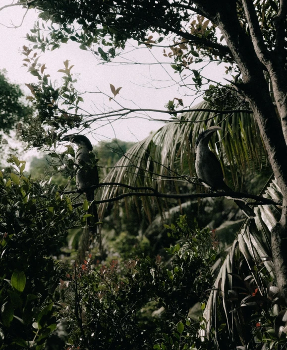 the large bird is perched up on the tree nch