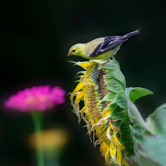 a bird perched on the tip of a flower