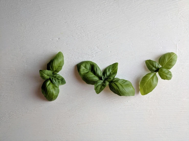 three pieces of green leaves are arranged on the table