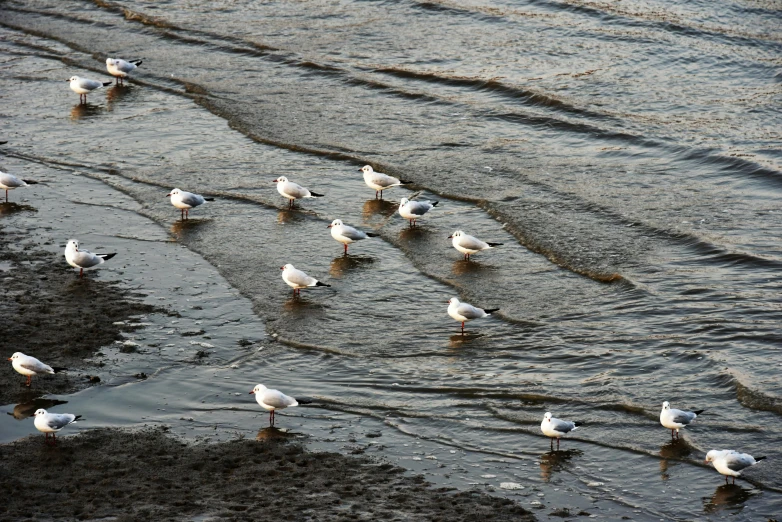 several white birds are standing in shallow water