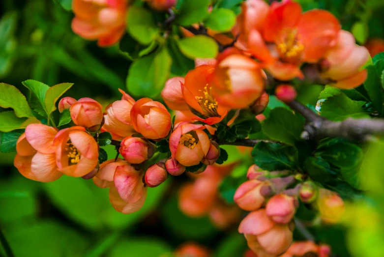 a very colorful flowering shrub with leaves