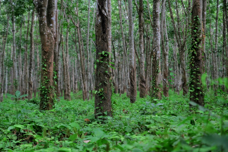 the forrest and trees are covered in green moss