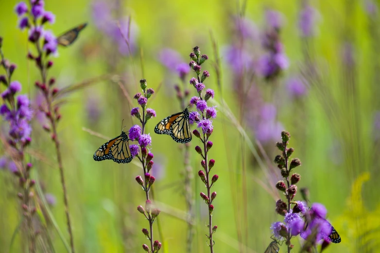 two monarch erflies are perched on flower stems