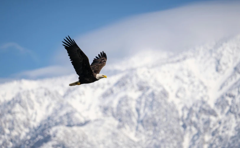 a bald eagle flying over a mountain with its wings spread