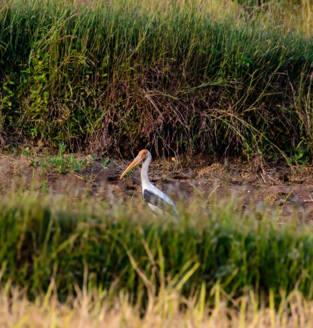 a pelican is walking on the shore of a lake