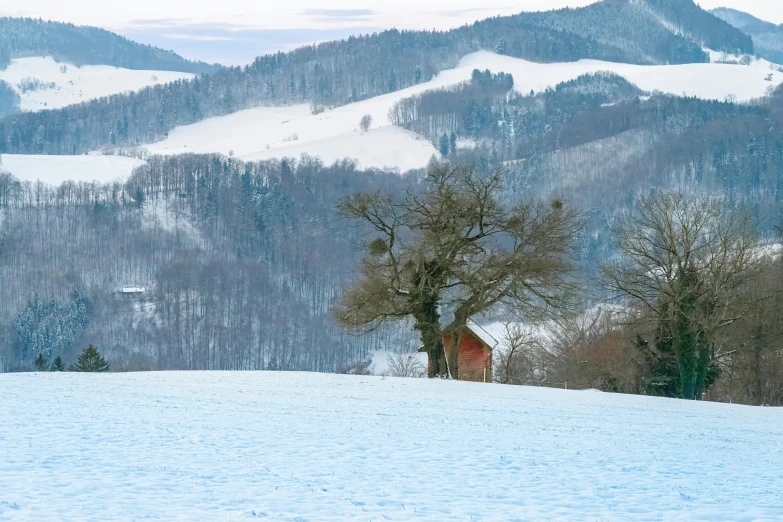 a couple of trees that are in the snow