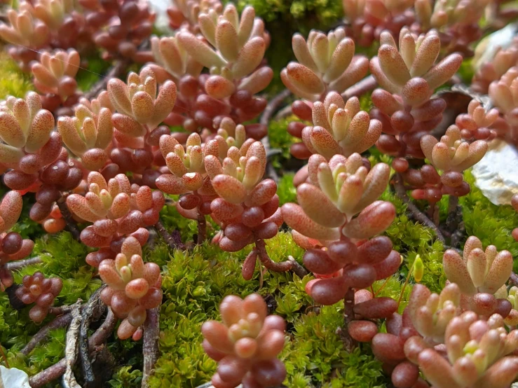 small red flowers in the middle of the ground