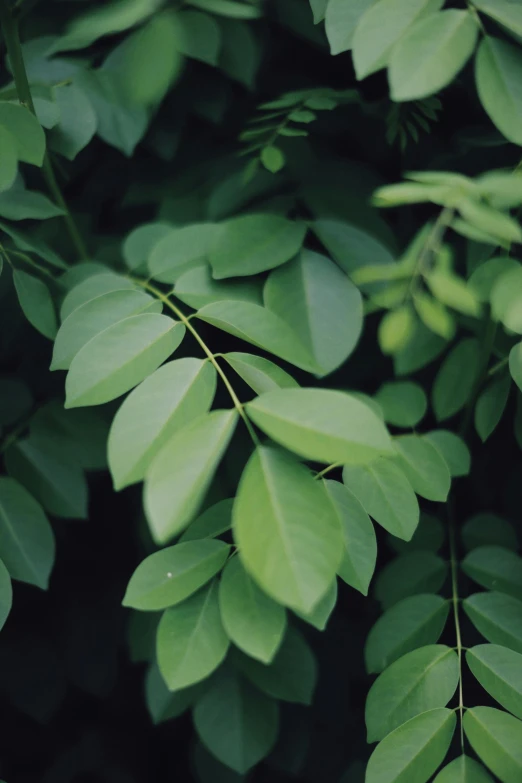 a leafy plant with large leaves hanging from the top