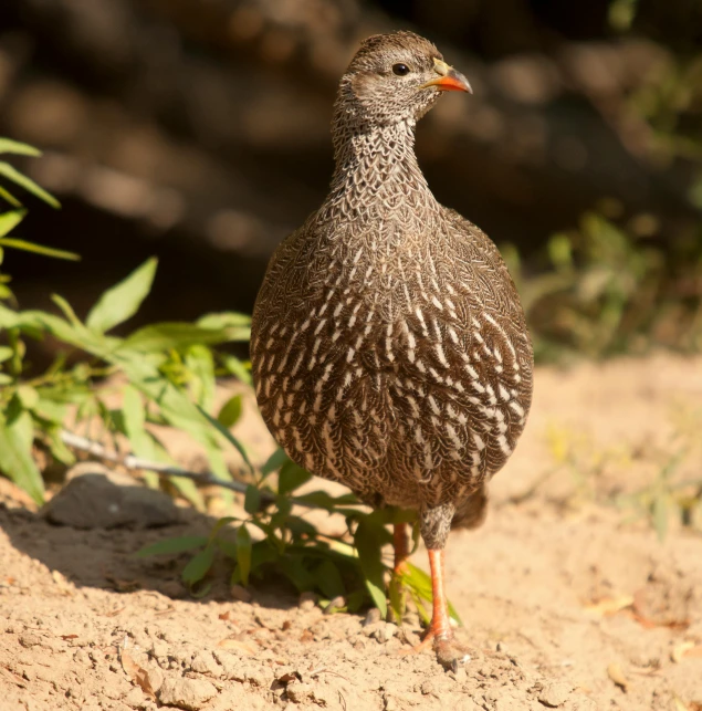 a brown bird standing on the ground surrounded by leaves