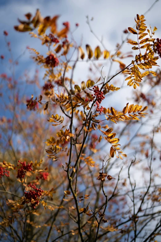 some red and yellow leaves and trees on a sunny day