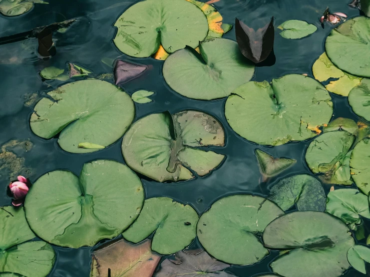 lily pads float in the lake, among the leaves