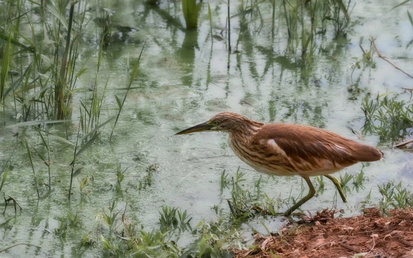 a bird that is standing in the grass by some water