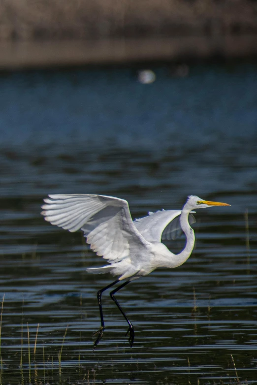 an egret is flying over a lake near water