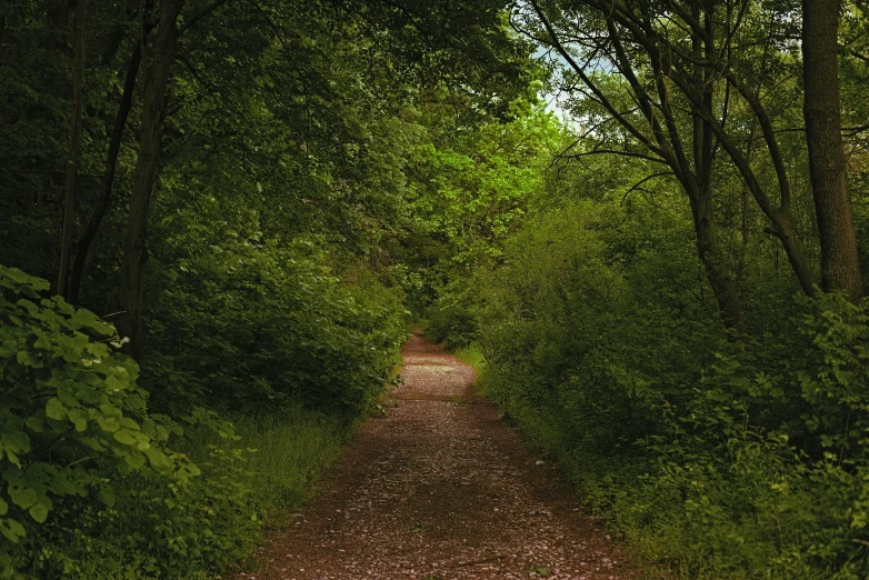 a forest path surrounded by green trees