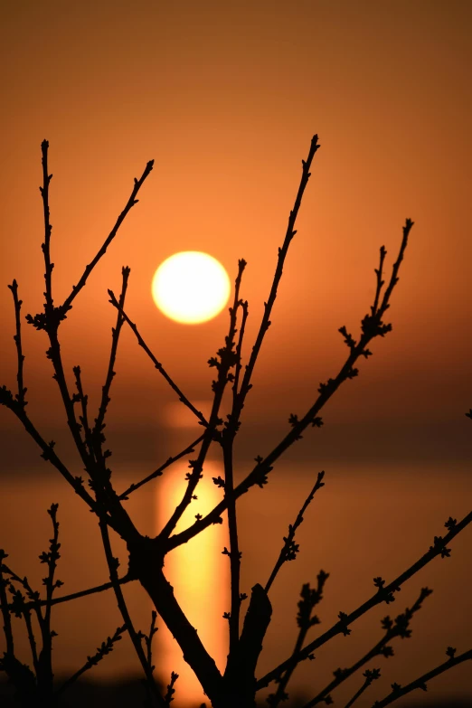 the sun peeking behind a leafless tree in front of a body of water