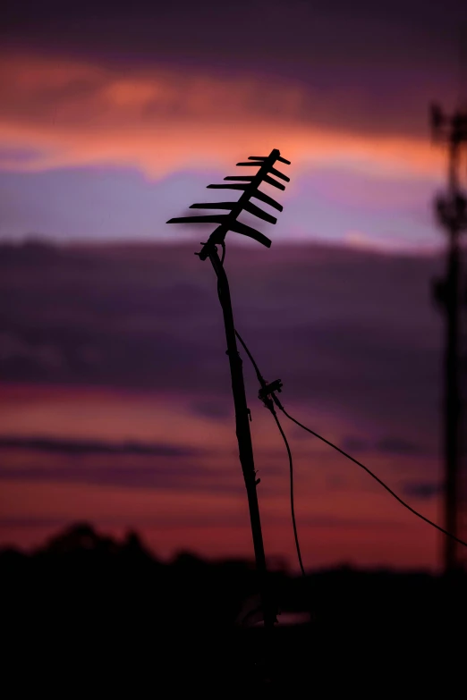 a close up of a plant in front of a cloudy sky